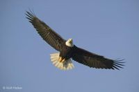 fly-like-an-eagle_T5179