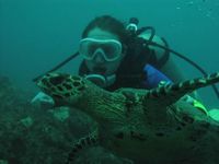 marine-turtle-under-water[1]